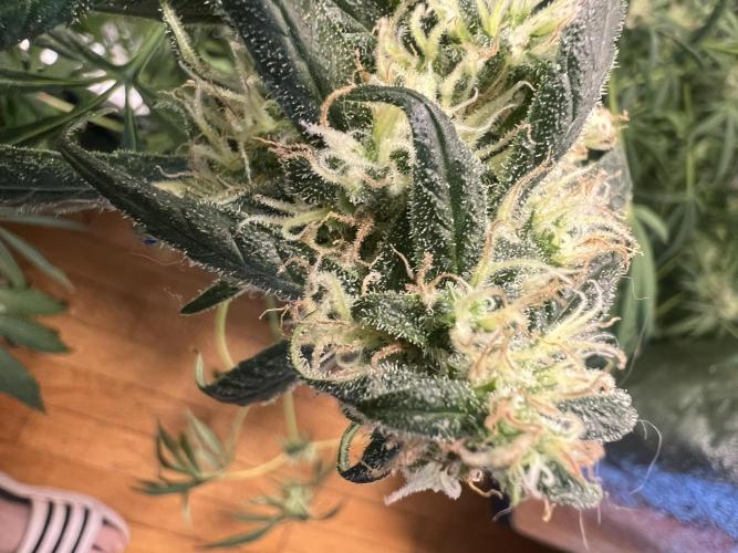 Green Bodhi Golden Pineapple 2nd Grow. Week 16