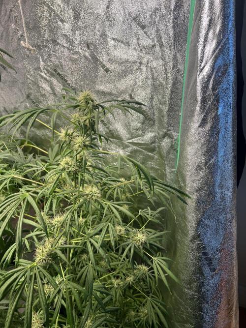 Green Bodhi Golden Pineapple 2nd Grow. Week 16