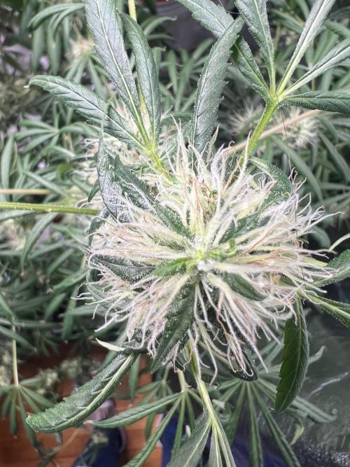 Green Bodhi Golden Pineapple 2nd Grow. Week 16