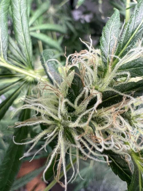 Green Bodhi Golden Pineapple 2nd Grow. Week 16