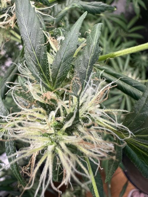 Green Bodhi Golden Pineapple 2nd Grow. Week 16