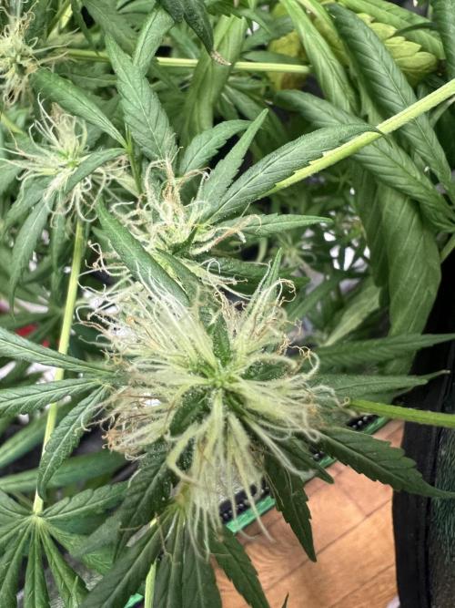 Green Bodhi Golden Pineapple 2nd Grow. Week 16