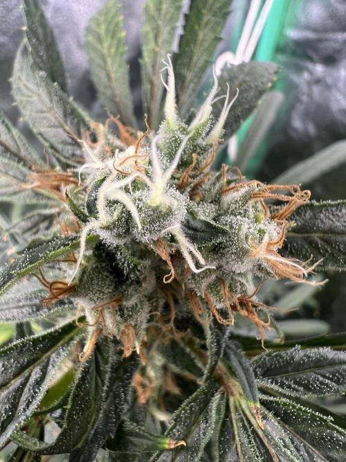 Green Bodhi Golden Pineapple 2nd Grow. Week 16