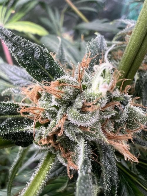 Green Bodhi Golden Pineapple 2nd Grow. Week 16