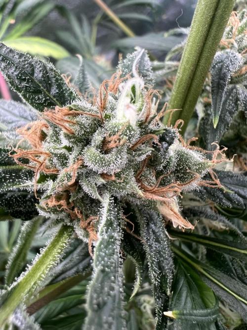 Green Bodhi Golden Pineapple 2nd Grow. Week 16