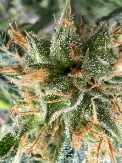 Green Bodhi Golden Pineapple 2nd Grow. Week 16