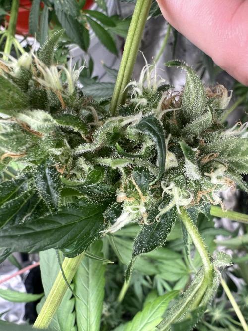 Green Bodhi Golden Pineapple 2nd Grow. Week 16