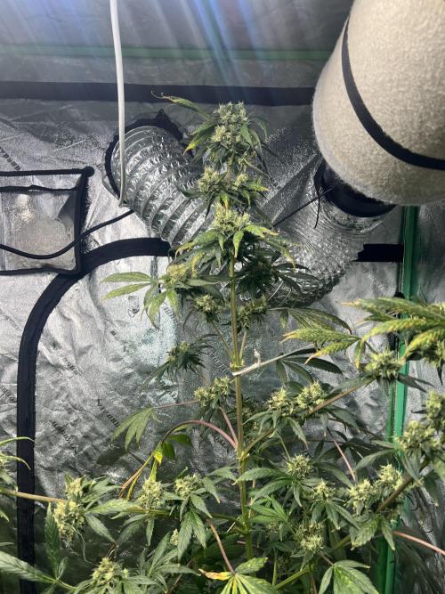 Green Bodhi Golden Pineapple 2nd Grow. Week 16