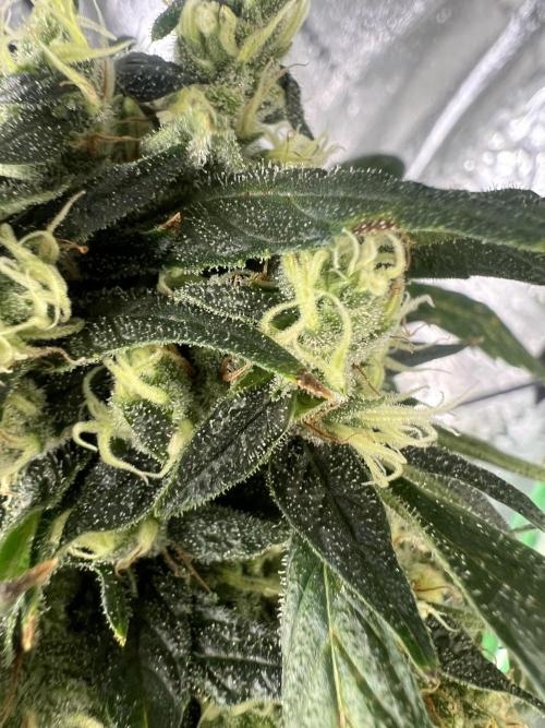 Green Bodhi Golden Pineapple 2nd Grow. Week 16