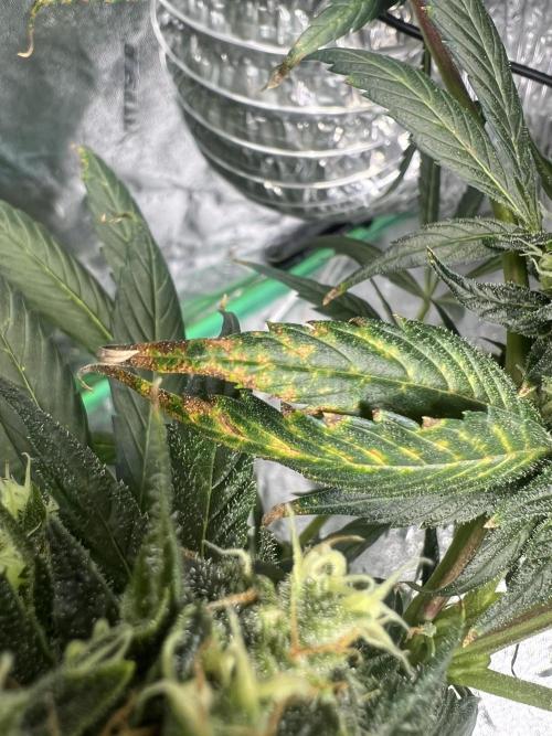 Green Bodhi Golden Pineapple 2nd Grow. Week 16