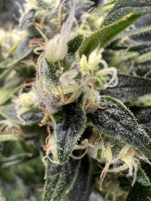 Green Bodhi Golden Pineapple 2nd Grow. Week 16