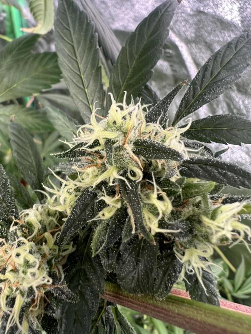 Green Bodhi Golden Pineapple 2nd Grow. Week 16