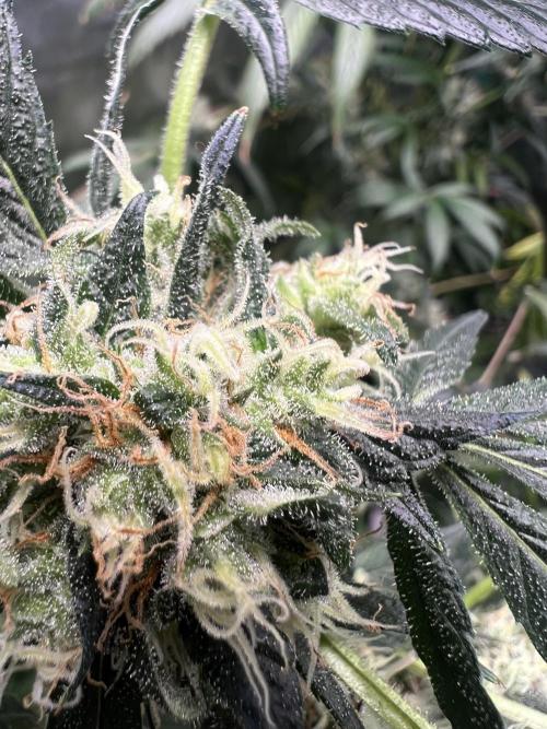 Green Bodhi Golden Pineapple 2nd Grow. Week 16