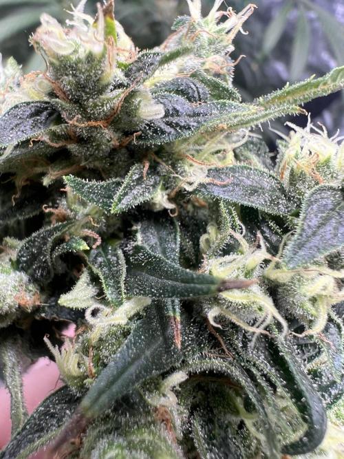 Green Bodhi Golden Pineapple 2nd Grow. Week 16