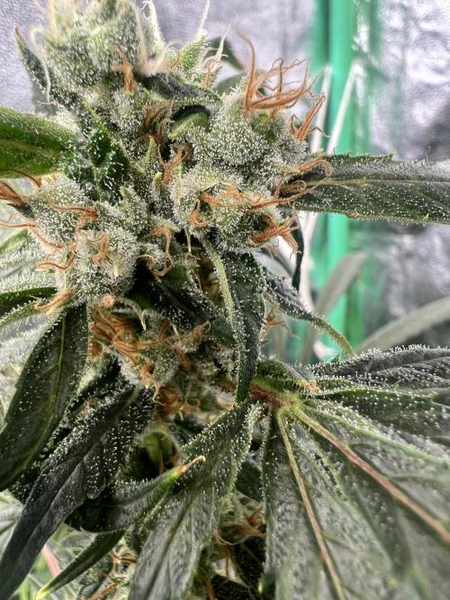Green Bodhi Golden Pineapple 2nd Grow. Week 16