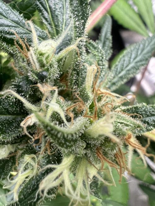 Green Bodhi Golden Pineapple 2nd Grow. Week 16