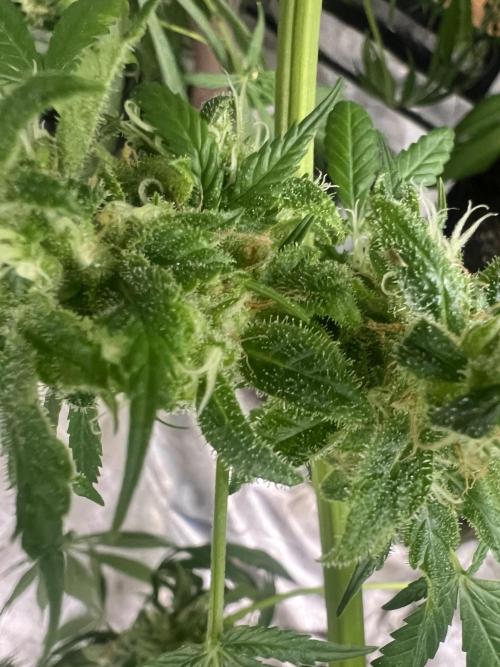 Green Bodhi Golden Pineapple 2nd Grow. Week 16