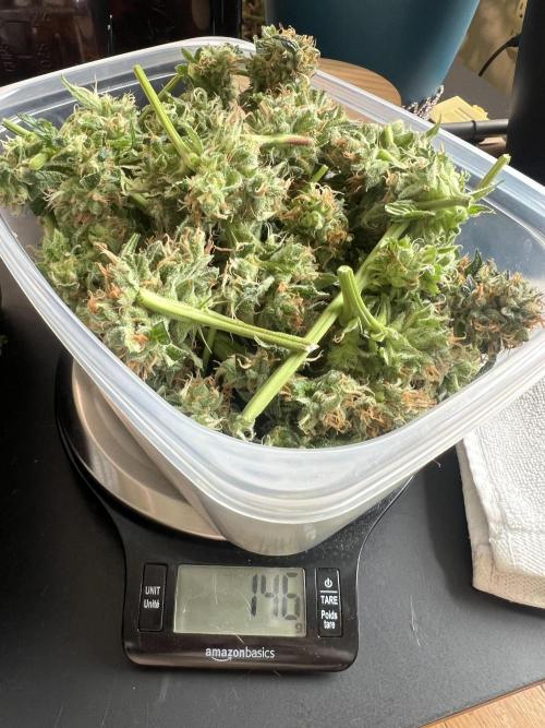 Green Bodhi Golden Pineapple 2nd Grow. Week 18