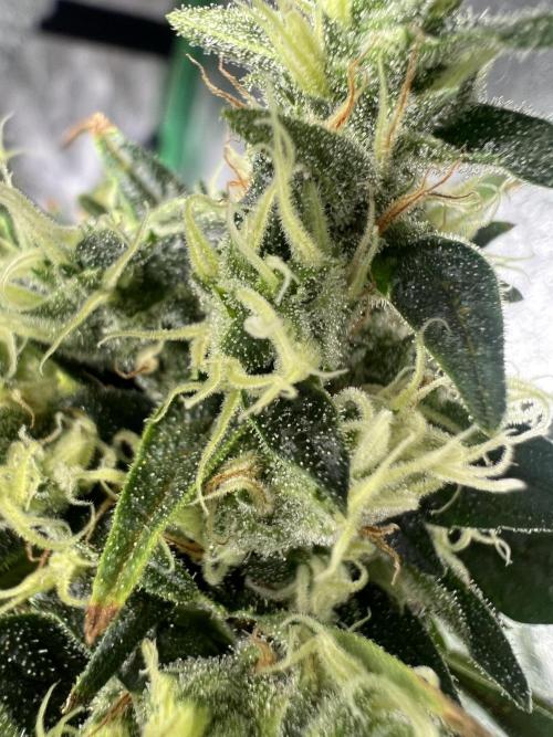 Green Bodhi Golden Pineapple 2nd Grow. Week 18