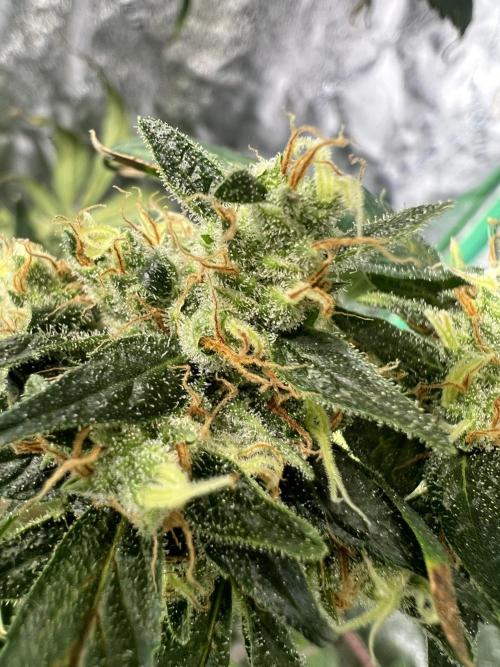 Green Bodhi Golden Pineapple 2nd Grow. Week 18