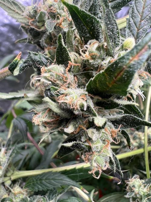 Green Bodhi Golden Pineapple 2nd Grow. Week 18