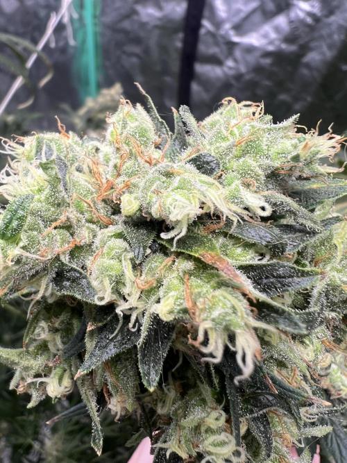 Green Bodhi Golden Pineapple 2nd Grow. Week 18