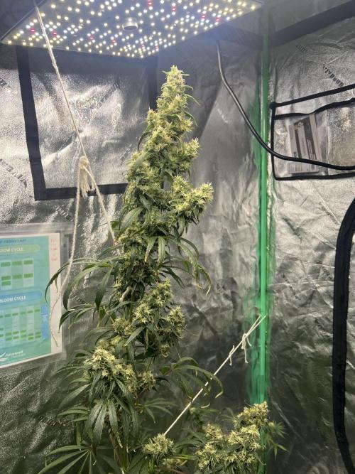 Green Bodhi Golden Pineapple 2nd Grow. Week 18