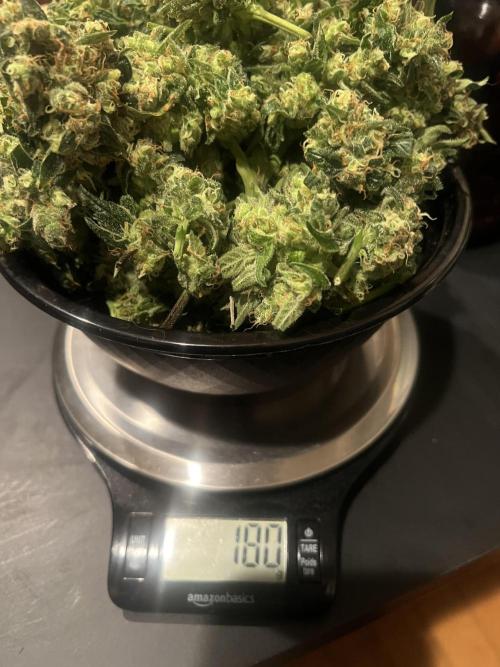 Green Bodhi Golden Pineapple 2nd Grow. Week 18