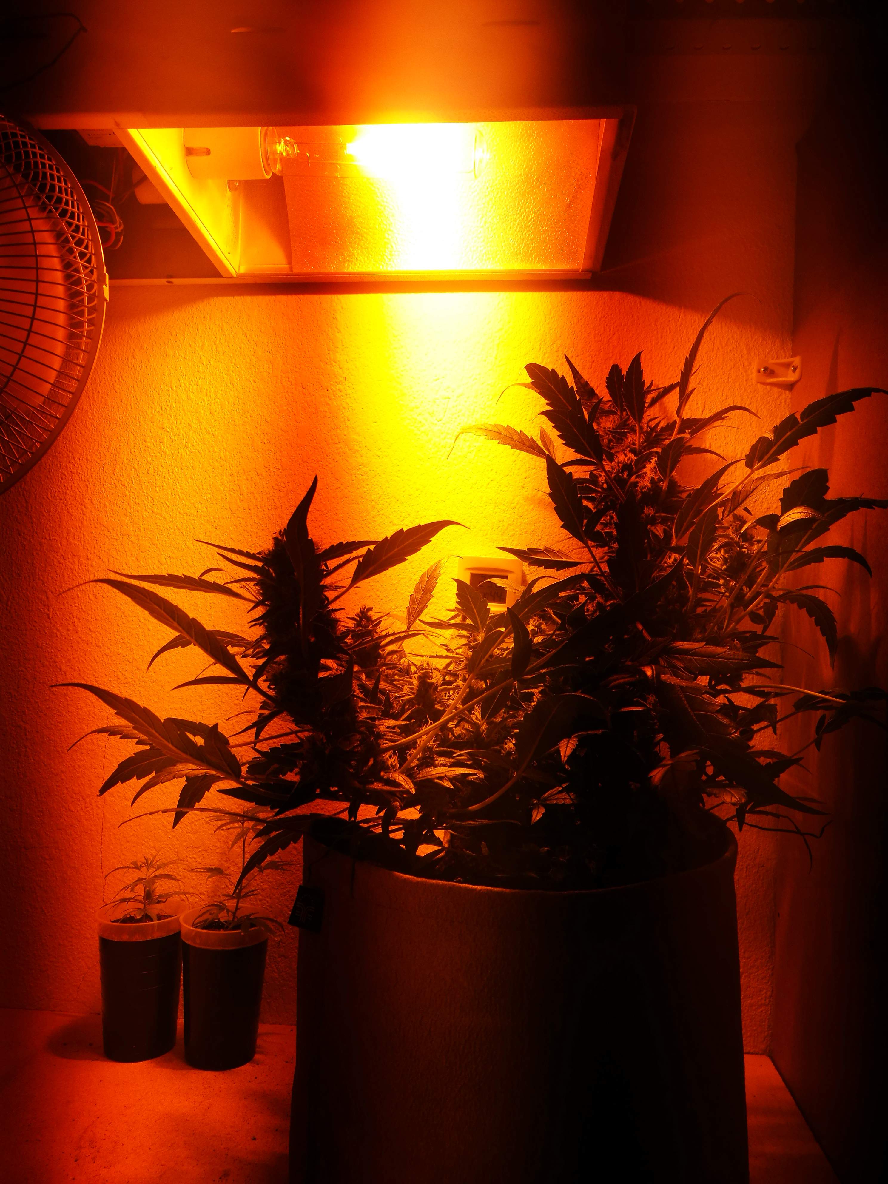Barney's Farm Pineapple Express Auto grow diary (journal) week12 by