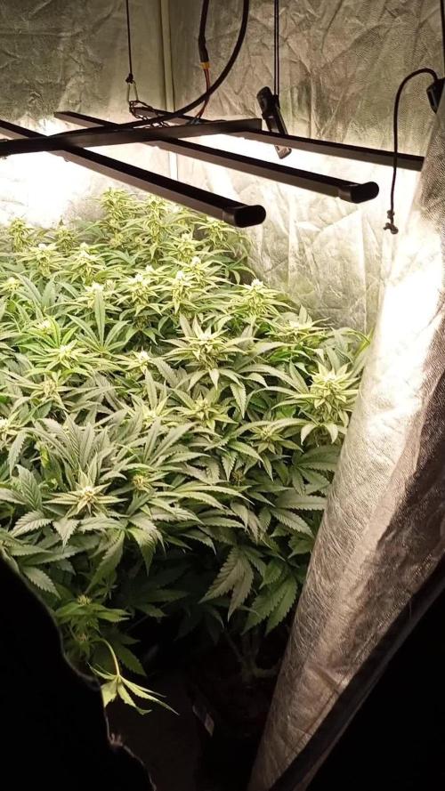 Black Cherry Flambe - Bushyard.gr NEW Samsung Evo Fixtures 500w