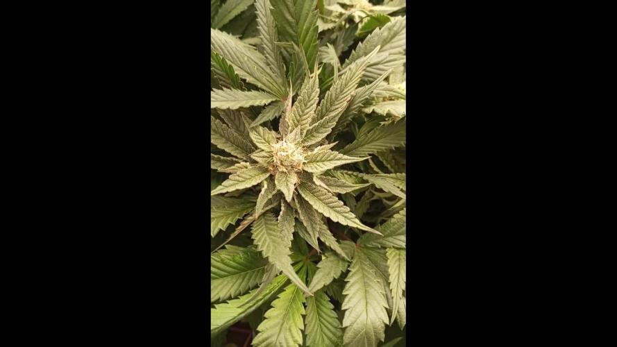 Black Cherry Flambe - Bushyard.gr NEW Samsung Evo Fixtures 500w