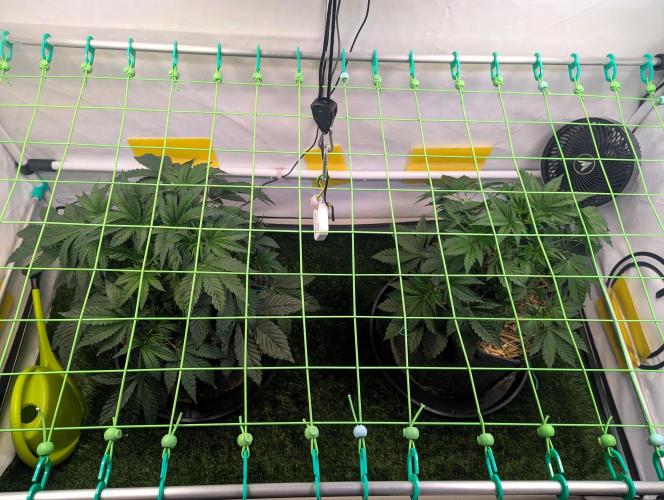 Fastbuds - Biscotti Gelato & Papayton. Week 4