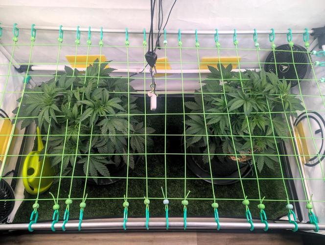 Fastbuds - Biscotti Gelato & Papayton. Week 4