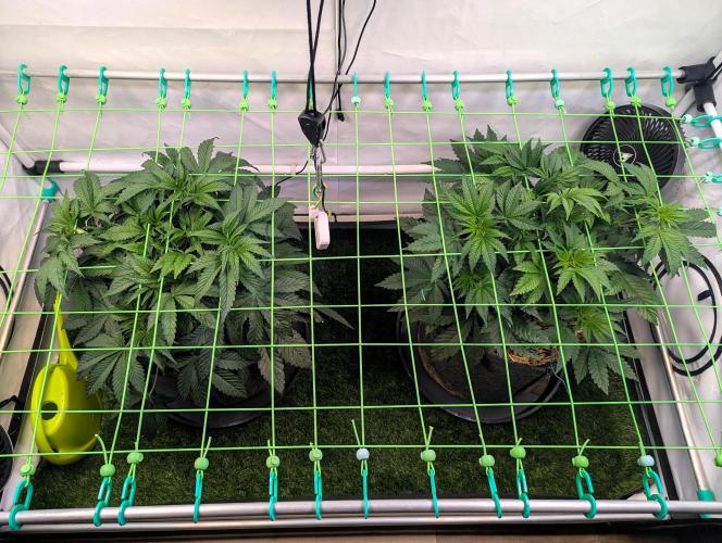 Fastbuds - Biscotti Gelato & Papayton. Week 4