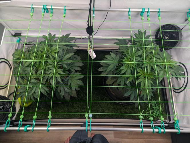 Fastbuds - Biscotti Gelato & Papayton. Week 4