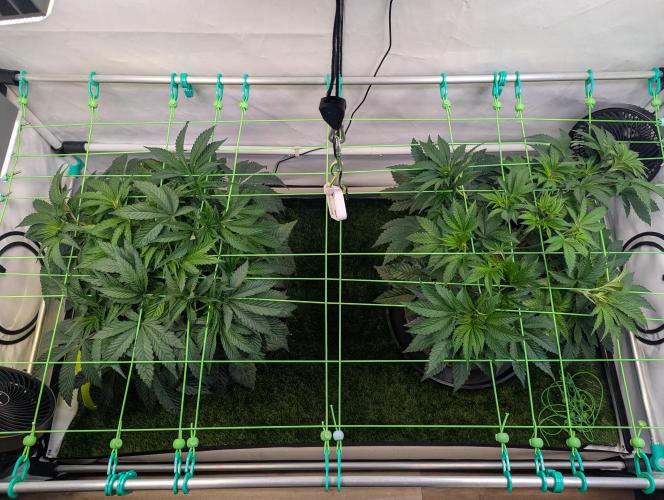 Fastbuds - Biscotti Gelato & Papayton. Week 4