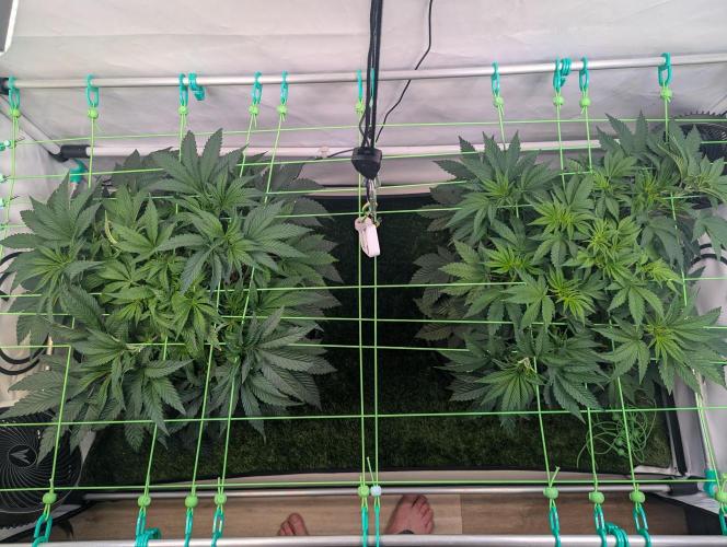 Fastbuds - Biscotti Gelato & Papayton. Week 4