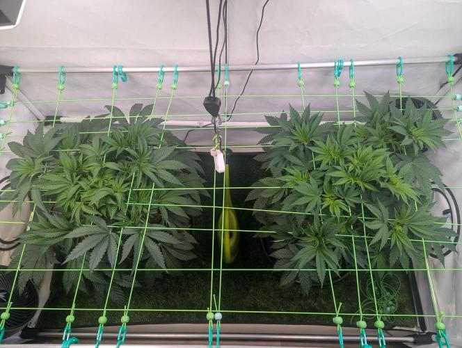 Fastbuds - Biscotti Gelato & Papayton. Week 4