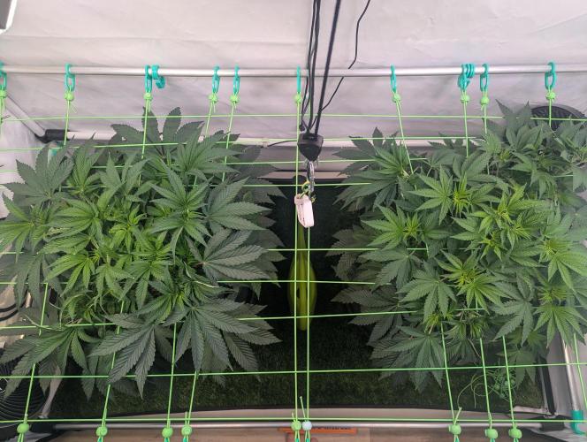 Fastbuds - Biscotti Gelato & Papayton. Week 5