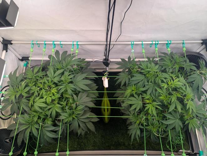 Fastbuds - Biscotti Gelato & Papayton. Week 5