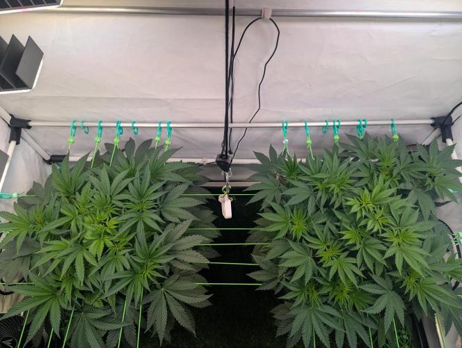 Fastbuds - Biscotti Gelato & Papayton. Week 5