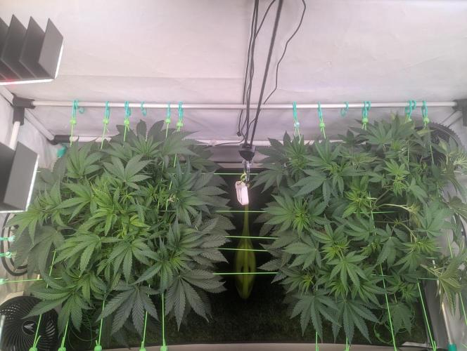 Fastbuds - Biscotti Gelato & Papayton. Week 5