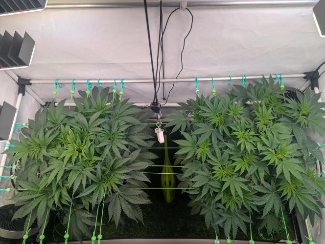 Fastbuds - Biscotti Gelato & Papayton. Week 5