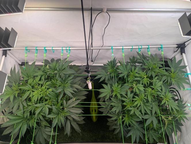 Fastbuds - Biscotti Gelato & Papayton. Week 5