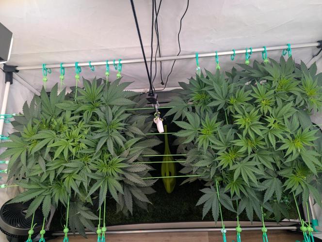 Fastbuds - Biscotti Gelato & Papayton. Week 5