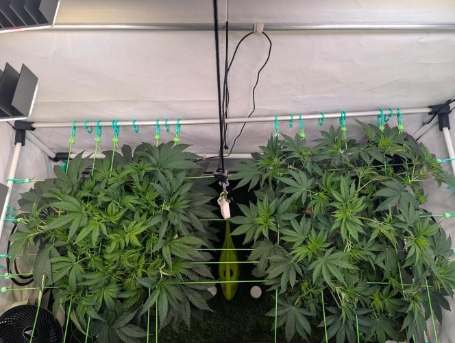 Fastbuds - Biscotti Gelato & Papayton. Week 5