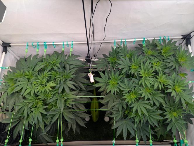 Fastbuds - Biscotti Gelato & Papayton. Week 5