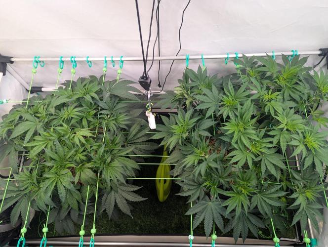 Fastbuds - Biscotti Gelato & Papayton. Week 5