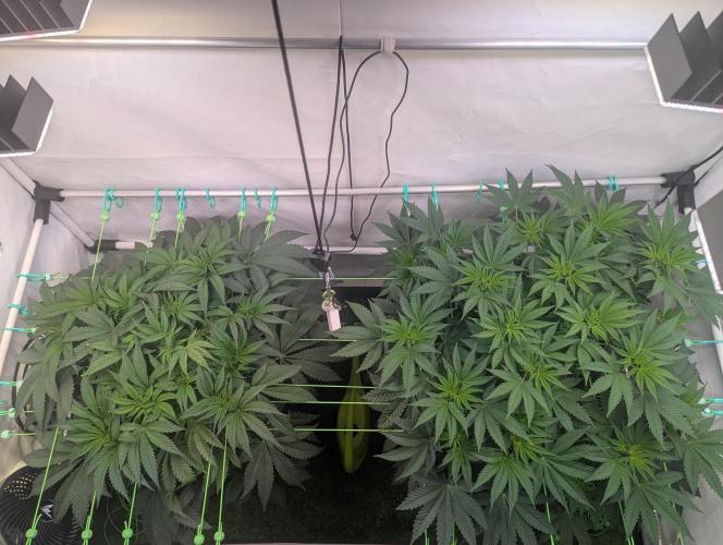 Fastbuds - Biscotti Gelato & Papayton. Week 5