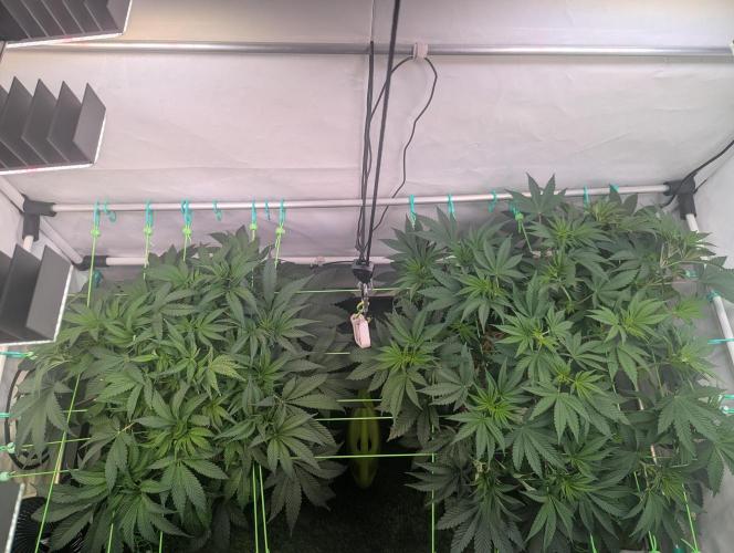 Fastbuds - Biscotti Gelato & Papayton. Week 5